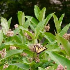 World Watercolor Month is Coming!